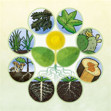 Ecology Biology |Definition & Importance of Ecology