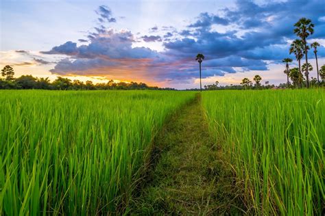 Rice Field Wallpapers - 4k, HD Rice Field Backgrounds on WallpaperBat