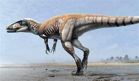 New dinosaur is Australia’s largest carnivore - Australian Geographic