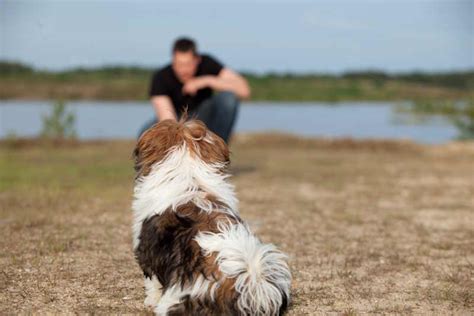 Steps to Getting a Dog Trainer Certification