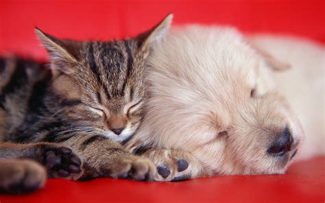 Kitty and puppy sleeping wallpaper | 2880x1800 | #13551