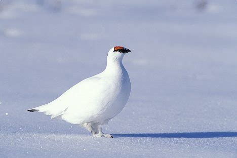 Rock Ptarmigan