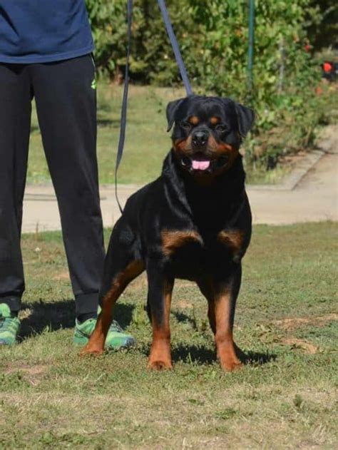 Giant Rottweiler Puppies For Sale - Mississippi Rottweilers