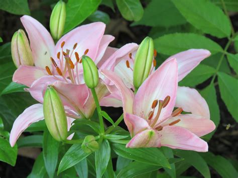 Pink Lilies Pink Lily, Lilies, Garden, Plants, Flowers, Irises, Garten, Rose Lily, Lawn And Garden