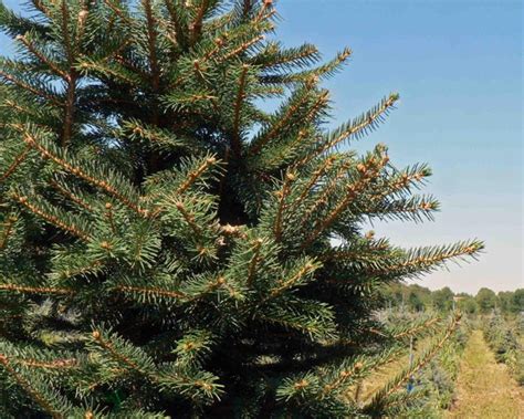 Buy 2 get 1 free Norway Spruce seeds grown as ornamental trees | Etsy