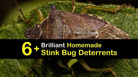 Naturally Deter Stink Bugs - DIY Stink Bug Repellents