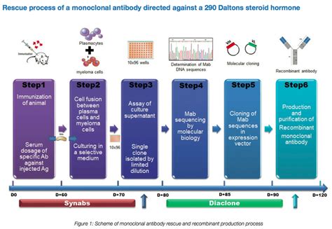 Horiba & SYnAbs partnership : Production of monoclonal antibody directed against a steroid ...