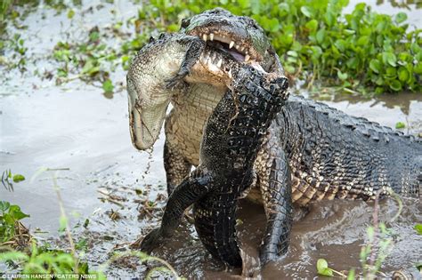 Un cocodrilo más grande convierte a un reptil más pequeño en alimento y lo desgarra con los ...