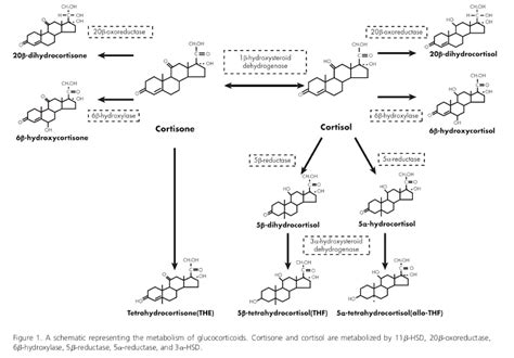 The Ketogenic Diet's Effect on Cortisol Metabolism - Eat Meat. Not too Little. Mostly Fat.