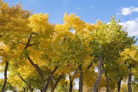 Fall Colors Arizona - Water Dancer Photos