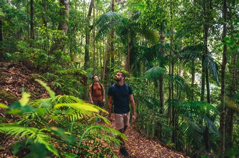 The Ultimate How-to Guide to Springbrook National Park | Queensland