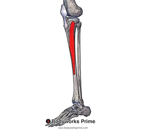 Tibialis Anterior Origin And Insertion