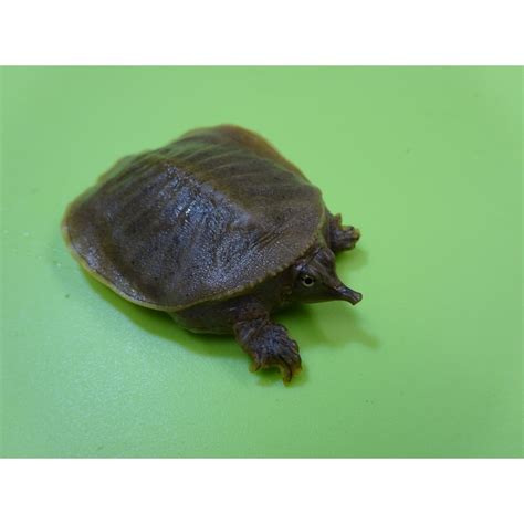 Spiny Softshell Turtle – cb baby – Strictly Reptiles Inc.