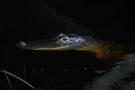 Hunters track pythons in the Florida Everglades - Los Angeles Times