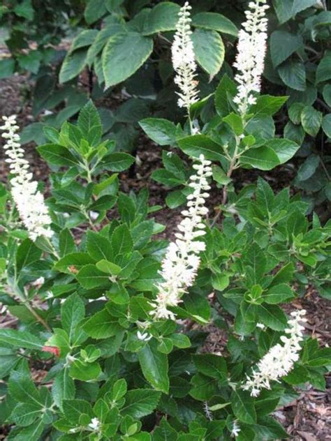 Clethra alnifolia ‘Sixteen Candles’ | Kiefer Nursery: Trees, Shrubs ...