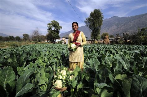 Why are Vegetable Farmers in Himachal Getting Restive? – Indian ...