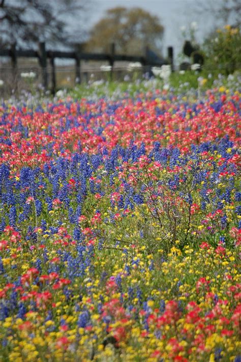 Texas Wildflowers | Wild flowers, Wildflower photo, Wild flower meadow