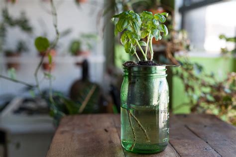 How to create a DIY self-watering planter for the home — HOMESTEAD BROOKLYN