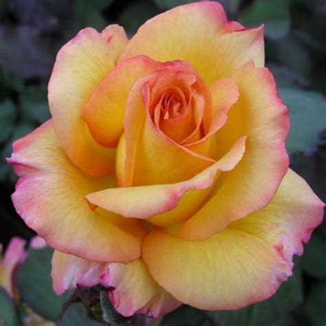 Rose Cultivars Named After Some People | NAFFF