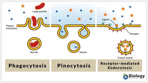 Difference Between Endocytosis And Exocytosis