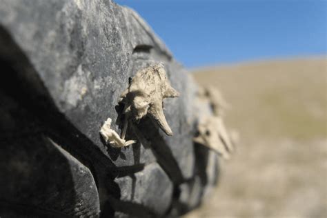 What Type of Bike Tires Can Prevent Goatheads?