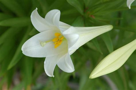 Houseplant of the Month: Easter Lily - 16 Acres Garden Center