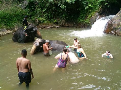 Phuket Elephant Sanctuary Tours, Elephant Sanctuary Half Day Full Day ...