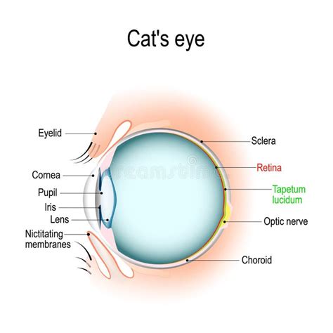 Dog Eye Anatomy Stock Illustrations – 129 Dog Eye Anatomy Stock ...