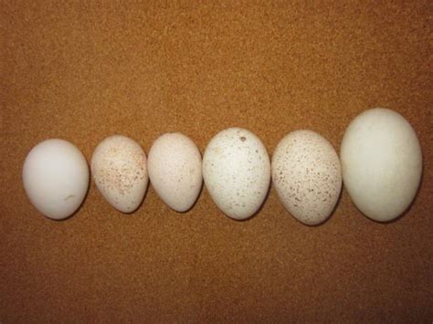 Turkey Eggs Facts: (Size, Nutrition, & Taste??), +How to Hatch Them