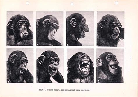 Приложение E. Photo plates | Animal behavior, Facial expressions, Chimpanzee