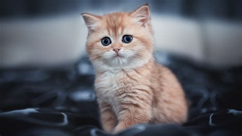 Cute Kitten 4k Wallpaper,HD Animals Wallpapers,4k Wallpapers,Images,Backgrounds,Photos and Pictures