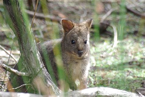 Pademelon in Tasmania 2025 - Rove.me