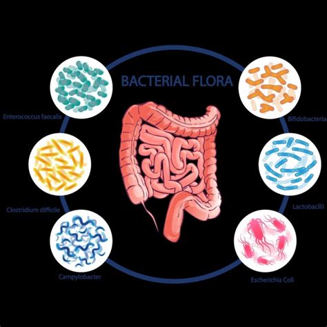 Probiotics | Super Foods |Benefits ,Usage and Types | dairyisfood