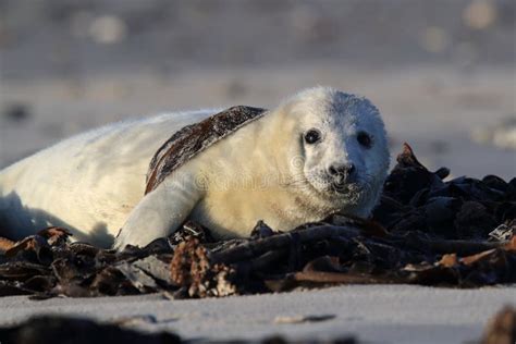 Grey Seal (Halichoerus Grypus) Pup Helgoland Germany Stock Photo - Image of environment, born ...