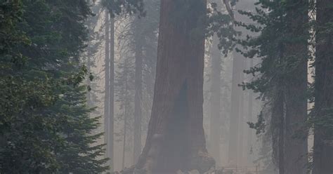 Giant sequoias may benefit from fire in California's Yosemite, official ...