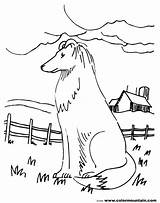 Collie Coloring Pages Realistic Dogs Printable Dog Border Ausmalbild  sketch template