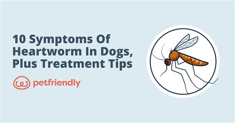 10 Symptoms of Heartworm in Dogs + Treatment Tips