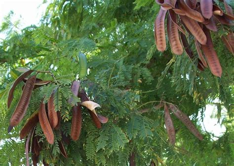 Pin on plantas sagradas