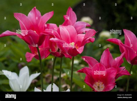 Pink tulips. Tulip season at Tivoli Gardens. Copenhagen, Denmark, Europe Stock Photo - Alamy