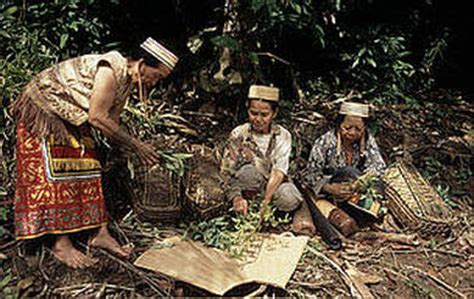 Tribes affected by Deforestation - Deforestation in Indonesia