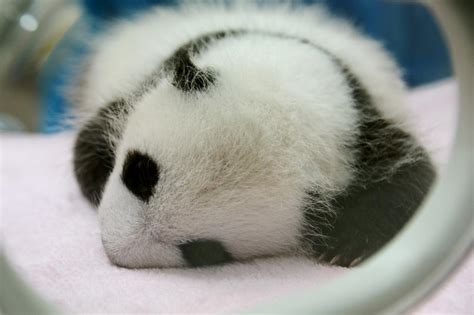 Why are baby pandas so small? Study explores