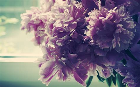 Pink Peonies Wallpaper - WallpaperSafari