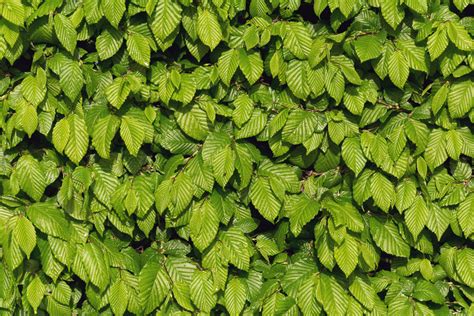 Green leaves texture | Copyright-free photo (by M. Vorel) | LibreShot