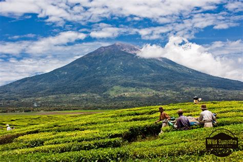 Kayu Aro Tea Plantation, Jambi - Sumatra