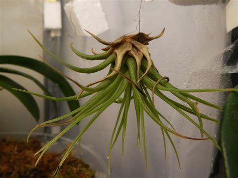 How to Grow a Tillandsia Air Plant | HubPages