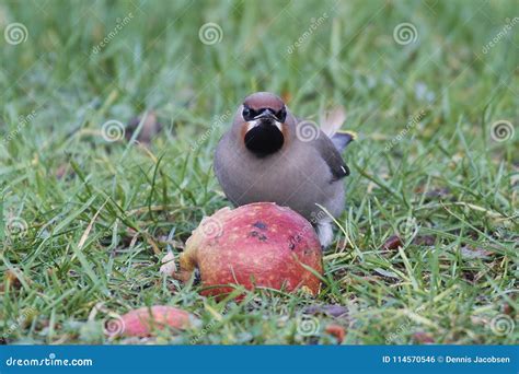 Bohemian Waxwing Bombycilla Garrulus Stock Photo - Image of denmark, bohemian: 114570546