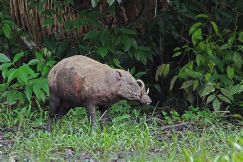 Wildlife Watching Indonesia | Malia Tours Indonesia