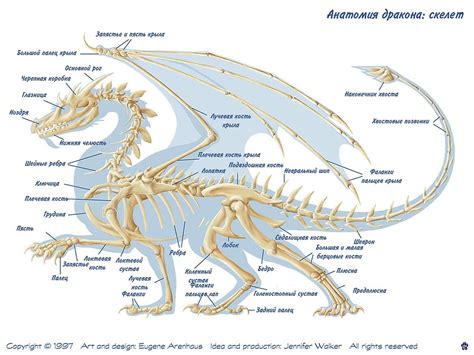 Pin by Море Спокойствия on Dragons|Tutorial | Dragon anatomy, Dragon ...