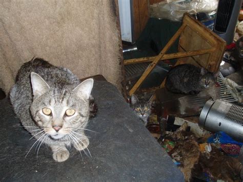 House found full of abandoned animals. Rescued by the Humane Society of Westmoreland County http ...