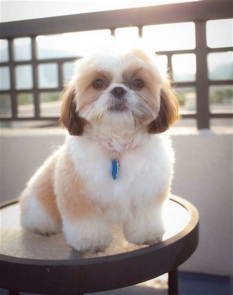 Top 10 popular shih tzu haircuts 30 pictures – Artofit